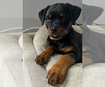 Small Photo #1 Rottweiler Puppy For Sale in RESEDA, CA, USA