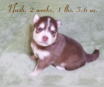Small Photo #33 Pomsky Puppy For Sale in RAMONA, CA, USA