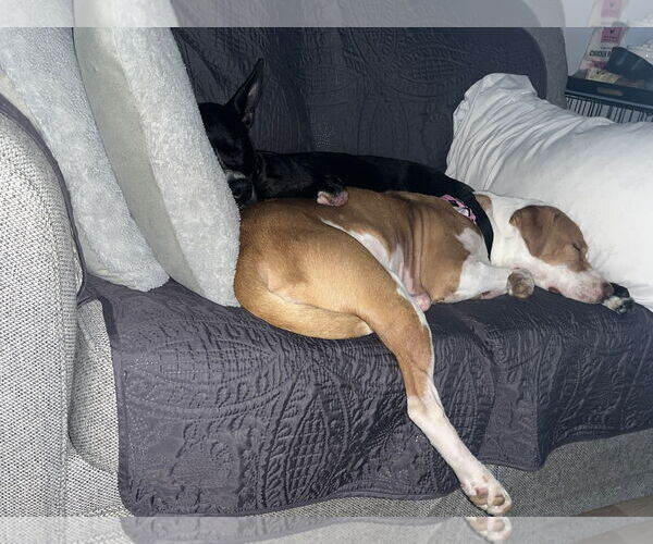 Medium Photo #18 Labrador Retriever-Unknown Mix Puppy For Sale in Derwood, MD, USA