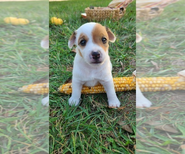 Medium Photo #1 Jack Russell Terrier Puppy For Sale in REDFIELD, KS, USA