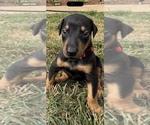 Puppy Puppy 1 Doberman Pinscher