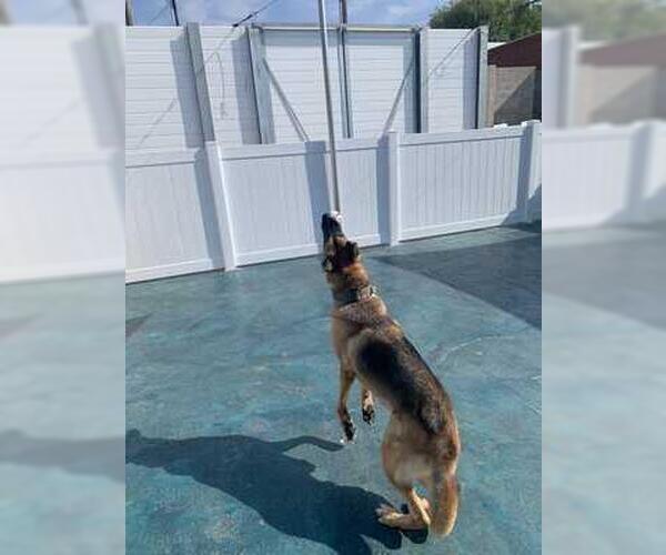 Medium Photo #4 German Shepherd Dog Puppy For Sale in Rootstown, OH, USA