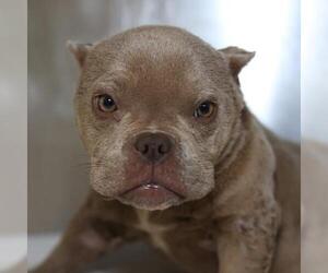 Bulldog-Unknown Mix Dogs for adoption in San Antonio, TX, USA