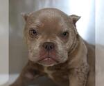 Small Bulldog Mix