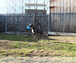 Small #11 American Pit Bull Terrier