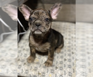 French Bulldog Puppy for sale in SARALAND, AL, USA