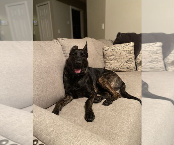 Medium Photo #1 Dutch Shepherd -German Shepherd Dog Mix Puppy For Sale in Imlay City, MI, USA