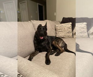 Dutch Shepherd -German Shepherd Dog Mix Dogs for adoption in Imlay City, MI, USA
