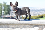 Small Photo #2 French Bulldog Puppy For Sale in INGLEWOOD, CA, USA