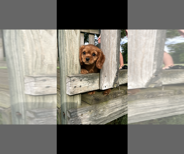 Medium Photo #2 Cavalier King Charles Spaniel Puppy For Sale in NILES, MI, USA