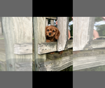 Small #1 Cavalier King Charles Spaniel