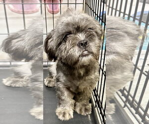 French Bulldog Dogs for adoption in Boca Raton, FL, USA