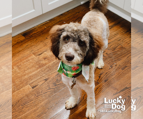 Medium Photo #2 Mutt Puppy For Sale in Washington, DC, USA