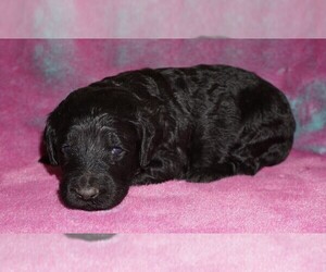 Labradoodle Puppy for sale in LA HABRA, CA, USA