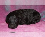 Image preview for Ad Listing. Nickname: black girl