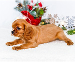 Small Photo #34 Cavalier King Charles Spaniel Puppy For Sale in WAKARUSA, IN, USA
