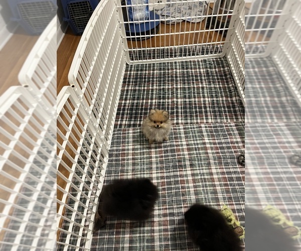 Medium Photo #3 Pomeranian Puppy For Sale in ORANGE CITY, FL, USA