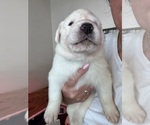 Small Photo #2 Great Pyrenees-Newfoundland Mix Puppy For Sale in ORLANDO, FL, USA