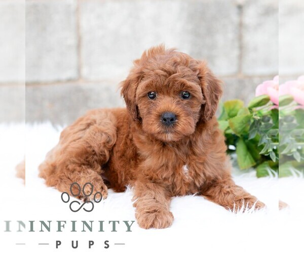 Medium Photo #5 Cavapoo (Miniature) Puppy For Sale in DORNSIFE, PA, USA