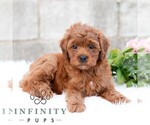 Small #4 Cavapoo (Miniature)