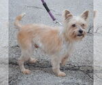 Small #4 Cairn Terrier Mix