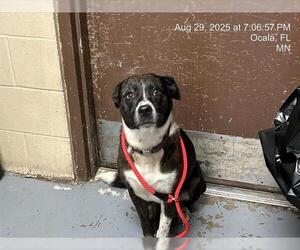 Border Collie-Unknown Mix Dogs for adoption in Ocala, FL, USA