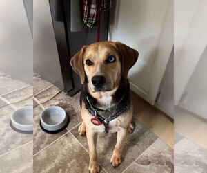 Moseley - Male Mutt Dog for Adoption - Photo #4