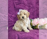 Small Photo #3 Cockapoo-Poodle (Miniature) Mix Puppy For Sale in NEW HOLLAND, PA, USA