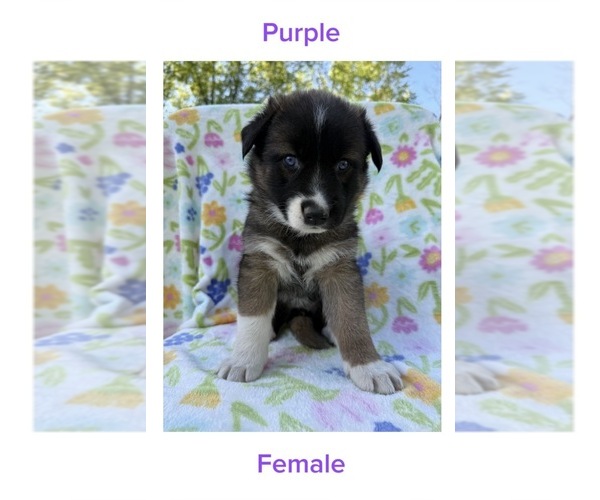 Medium Photo #1 Gerberian Shepsky Puppy For Sale in LANSING, MI, USA