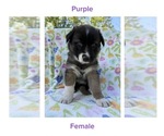 Puppy Purple Gerberian Shepsky