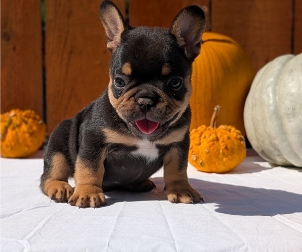 Medium Photo #6 French Bulldog Puppy For Sale in GOSHEN, IN, USA