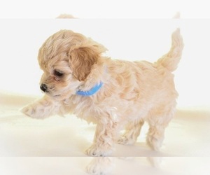 Maltese-Poodle (Standard) Mix Puppy for sale in MEDFORD, OR, USA