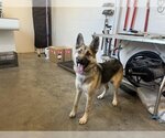 Small Photo #1 German Shepherd Dog Puppy For Sale in Corona, CA, USA