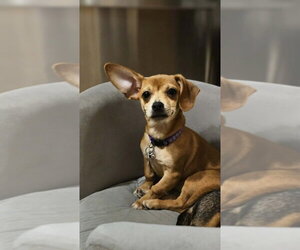 Chiweenie Dogs for adoption in Springdale, PA, USA