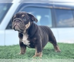 Small Photo #3 English Bulldog Puppy For Sale in DEL ROSA, CA, USA