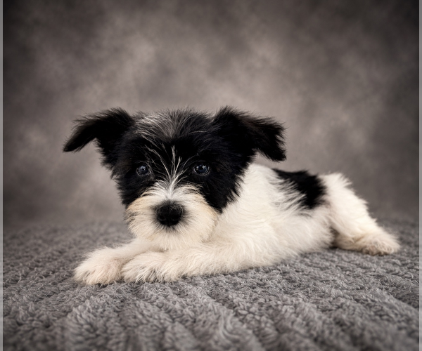 Medium Photo #4 Schnauzer (Miniature) Puppy For Sale in GREENFIELD, IN, USA