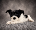 Small #3 Schnauzer (Miniature)