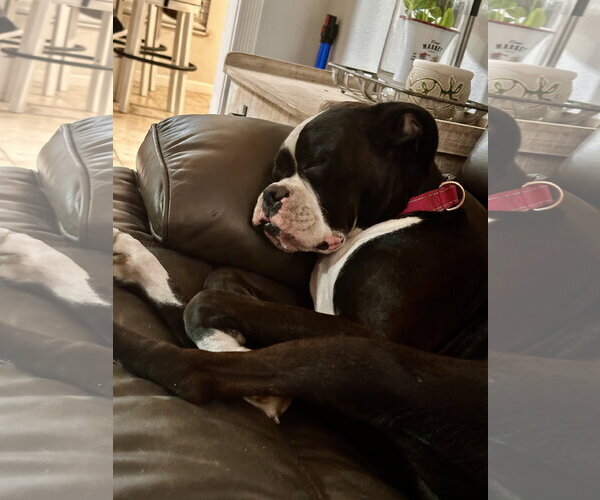 Medium Photo #4 Boxer Puppy For Sale in  Katy, TX, USA