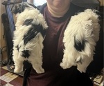 Small #7 Yorkshire Terrier