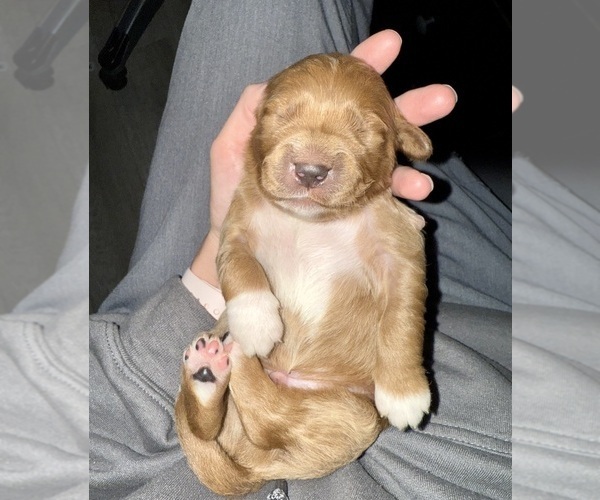 Medium Photo #17 Goldendoodle Puppy For Sale in ORANGEVALE, CA, USA