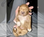 Small Photo #17 Goldendoodle Puppy For Sale in ORANGEVALE, CA, USA