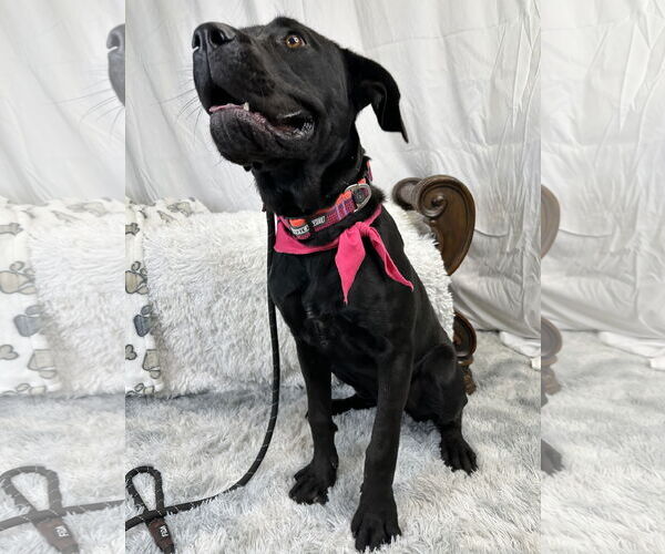 Medium Photo #4 Mutt Puppy For Sale in Goodyear, AZ, USA