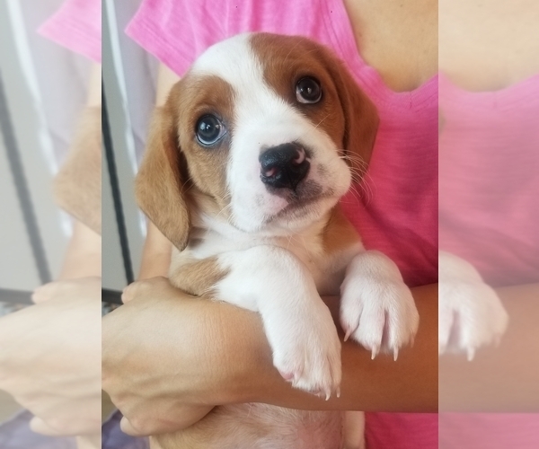 Medium Photo #4 Cavapoo Puppy For Sale in AUSTIN, TX, USA