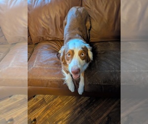 Mother of the Australian Shepherd puppies born on 10/25/2025