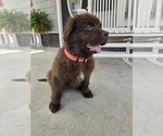 Small Photo #80 Newfoundland Puppy For Sale in TILTON, IL, USA
