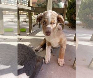 Australian Shepherd Puppy for sale in MURRIETA, CA, USA