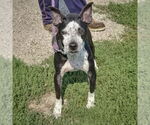 Small #3 American Staffordshire Terrier Mix