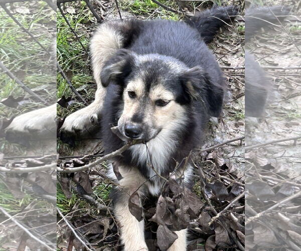 Medium Photo #3 Huskies -Unknown Mix Puppy For Sale in Okolona, MS, USA