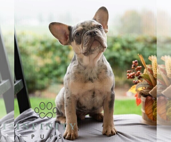 Medium Photo #4 French Bulldog Puppy For Sale in REBERSBURG, PA, USA