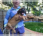 Small #5 Cane Corso